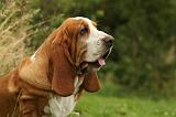 BASSET HOUND 124